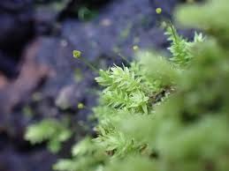 Attēlu rezultāti vaicājumam “Aulacomnium androgynum”