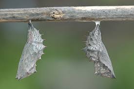 Attēlu rezultāti vaicājumam “Nymphalis pupa”