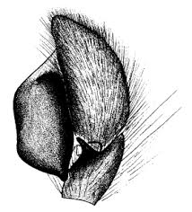 Attēlu rezultāti vaicājumam “Aelurillus v-insignitus”