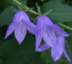 Image result for Campanula rapunculoides