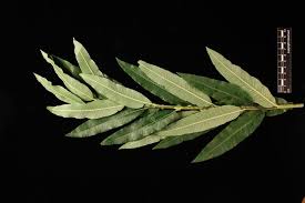 Attēlu rezultāti vaicājumam “Salix Vetrix”