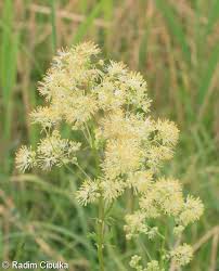 Attēlu rezultāti vaicājumam “Thalictrum flavum”