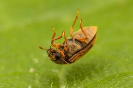 Attēlu rezultāti vaicājumam “Byturus ochraceus”