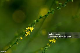 Attēlu rezultāti vaicājumam “Agrimonia pilosa flower”
