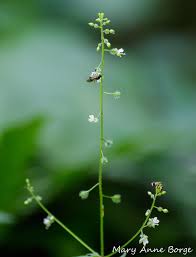 Attēlu rezultāti vaicājumam “Circaea alpina flower”
