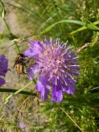 Attēlu rezultāti vaicājumam “Knautia arvensis fruit”