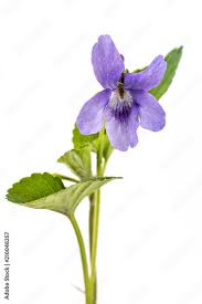 Attēlu rezultāti vaicājumam “Viola reichenbachiana leaf”