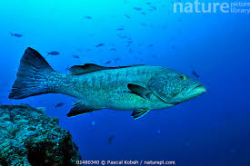 Image result for Mycteroperca olfax