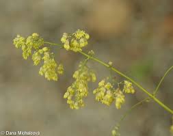 Attēlu rezultāti vaicājumam “Thalictrum minus leaf”