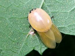 Attēlu rezultāti vaicājumam “Adalia bipunctata imago”