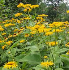Attēlu rezultāti vaicājumam “Telekia speciosa”