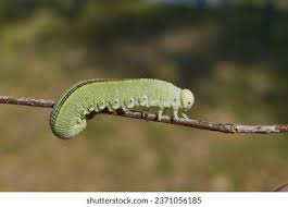 Attēlu rezultāti vaicājumam “Cimbex femoratus”