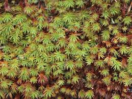 Attēlu rezultāti vaicājumam “Sedum pallidum bud”