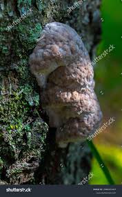 Attēlu rezultāti vaicājumam “Fomitopsis rosea”