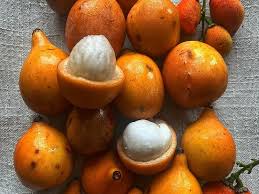 Attēlu rezultāti vaicājumam “Betula humilis fruit”