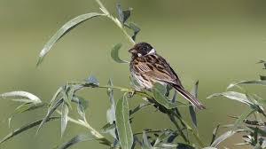 Attēlu rezultāti vaicājumam “Emberiza schoeniclus eggs”
