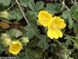 Attēlu rezultāti vaicājumam “Potentilla arenaria leaf”