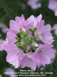 Image result for Malva alcea