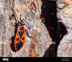 Attēlu rezultāti vaicājumam “Pyrrhocoris apterus”