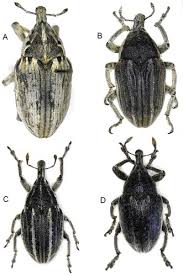 Attēlu rezultāti vaicājumam “Larinus sp.”