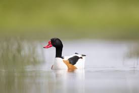 Attēlu rezultāti vaicājumam “Tadorna tadorna male”