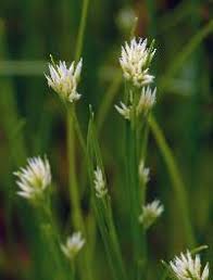 Attēlu rezultāti vaicājumam “Rhynchospora alba leaf”