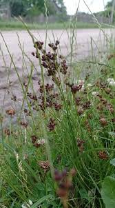 Attēlu rezultāti vaicājumam “Juncus compressus”