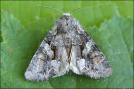 Attēlu rezultāti vaicājumam “Lacanobia contigua”