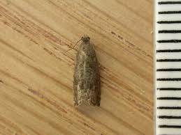 Attēlu rezultāti vaicājumam “Grapholita funebrana”