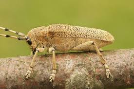 Attēlu rezultāti vaicājumam “Saperda carcharias”