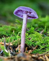 Attēlu rezultāti vaicājumam “Laccaria amethystina”