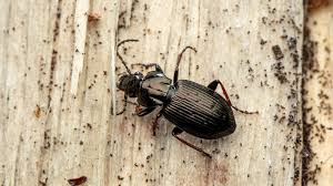 Attēlu rezultāti vaicājumam “Pterostichus oblongopunctatus”