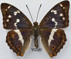 Attēlu rezultāti vaicājumam “Apatura iris”