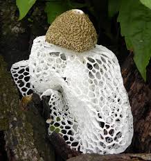 Attēlu rezultāti vaicājumam “Phallus impudicus”