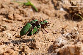 Attēlu rezultāti vaicājumam “Cicindela campestris”