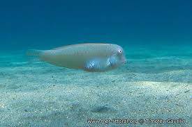 Image result for Xyrichtys novacula