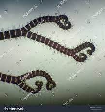 Attēlu rezultāti vaicājumam “Ceramium sp.”