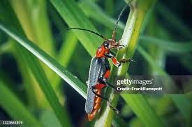 Attēlu rezultāti vaicājumam “Cantharis rustica”