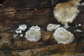 Attēlu rezultāti vaicājumam “Phlebiopsis gigantea”