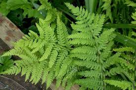 Attēlu rezultāti vaicājumam “Thelypteris palustris”