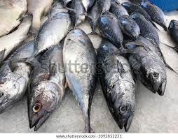 Image result for Euthynnus affinis