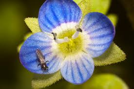 Attēlu rezultāti vaicājumam “Veronica beccabunga flower”