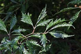 Attēlu rezultāti vaicājumam “Fagus sylvatica fo. laciniata”