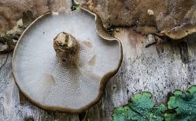 Attēlu rezultāti vaicājumam “Polyporus brumalis”