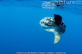 Image result for Mola alexandrini