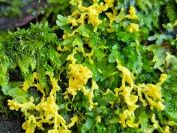 Attēlu rezultāti vaicājumam “Fuligo septica var. flava”