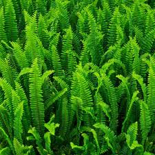 Attēlu rezultāti vaicājumam “Eupteryx vittata”