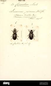 Attēlu rezultāti vaicājumam “Ceruchus chrysomelinus imago”