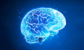 Image result for map of the brain