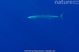 Image result for Acanthocybium solandri